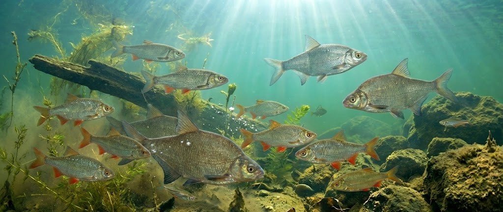 Podwodny świat ryb