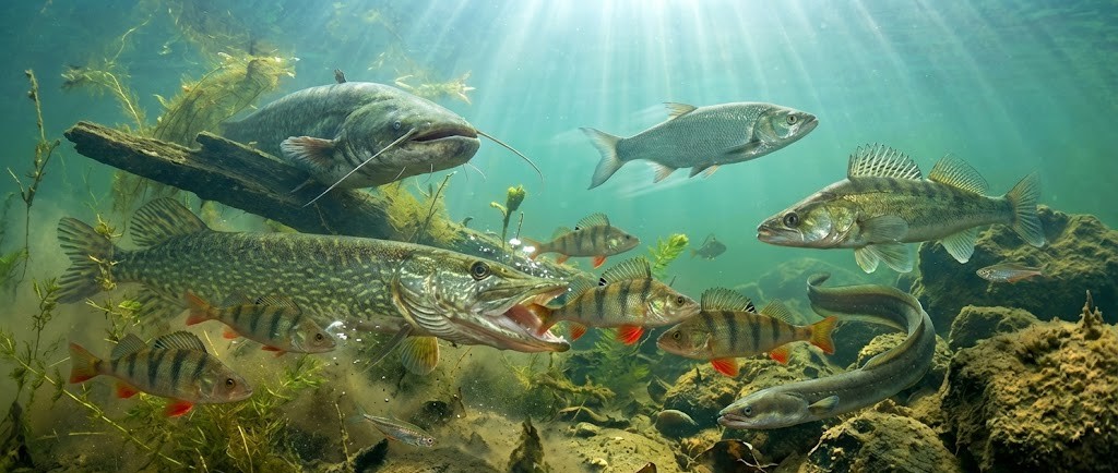 Wędkarski barometr ciśnienia pod wodą - tło tematyczne